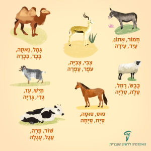 איור חיות: חמור, צבי, גמל, כבש, סוס, תיש ופרה