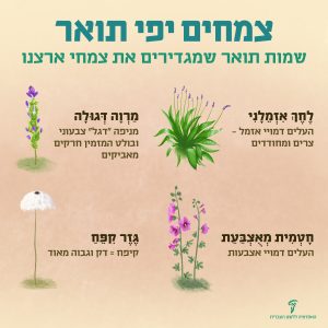 צמחים יפי תואר