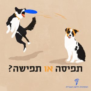תפיסה או תפישה? איור של כלב יושב וכלב קופץ ותופס צלחת פריזבי