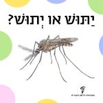 יַתּוּשׁ או יְתוּשׁ?