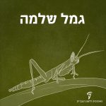 איור של גמל שלמה והכיתוב גמל שלמה