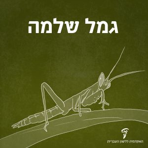 איור של גמל שלמה והכיתוב גמל שלמה