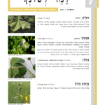 גיליון למד לשונך 101