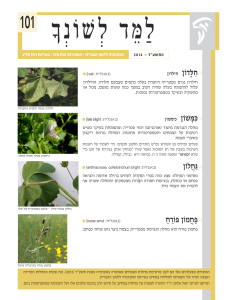 למד לשונך 101