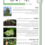 גיליון למד לשונך 102