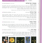 גיליון למד לשונך 77
