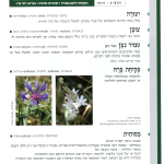 גיליון למד לשונך 83