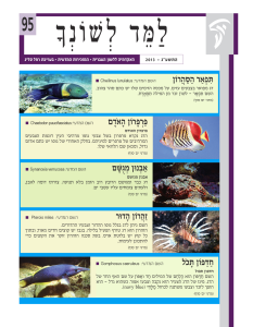 למד לשונך 95