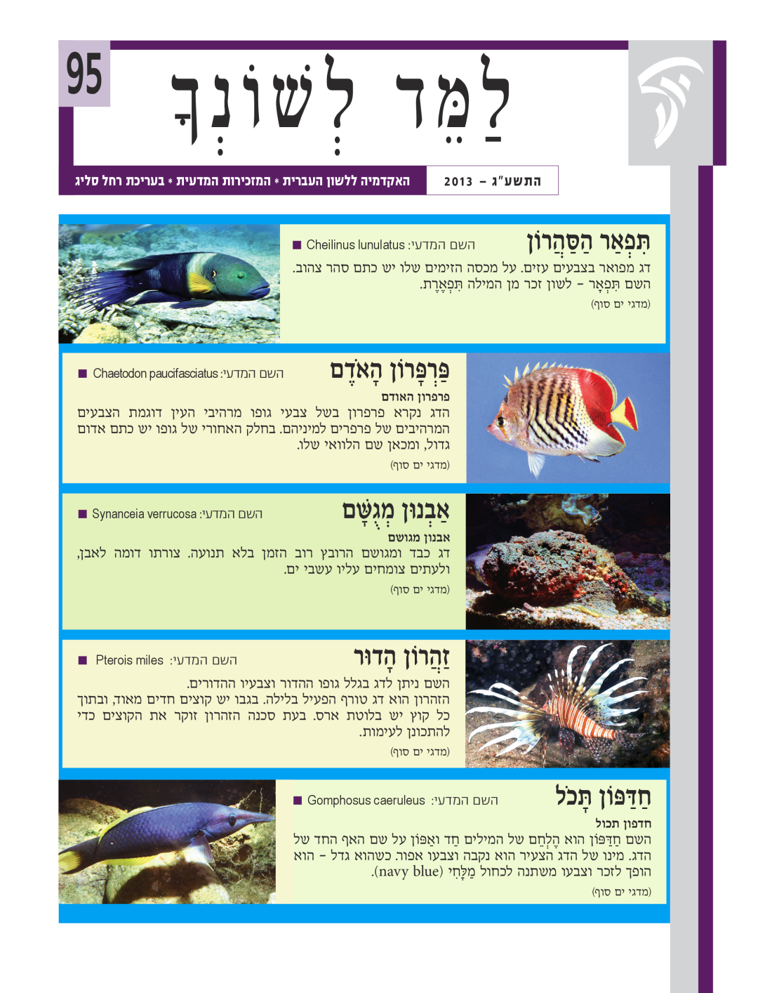 גיליון למד לשונך 95