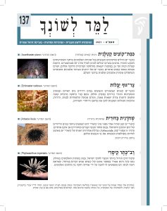 למד לשונך 137