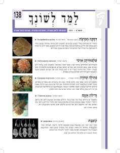למד לשונך 138