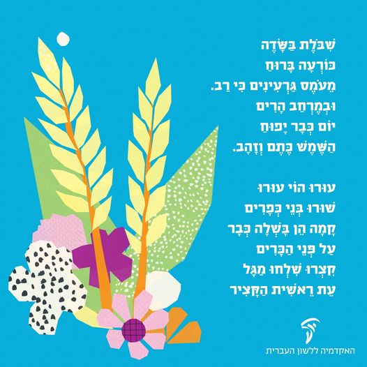 שיבולת בשדה