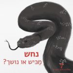 נחש - מכיש או נושך?