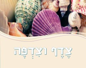 צילום של צדפים וצדפות צדף וצדפה