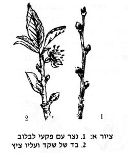 איור של נצר עם פקעי לבלוב ובד של שקד ועליו ציץ איור א: 1. נצר עם פקעי לבלוב 2. בד של שקד ועליו ציץ