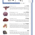 כריכת למד לשונך 145 שִׁ טִּ ית שיטית (הש המדעי: Acropora■ ( סוג זה הוא מן האלמוגים הנפוצים והמגוונים ביותר בים סוף (ובעולם כולו). במפרץ אילת יש יותר מעשרה מינים של שיטית, כולם מעונפים ולרובם מראה דמוי שיח. אחד המינים הבולטים – מין תָּ חוּם לים סוף – מזכיר את נוף עץ השיטה, ומכאן השם. מְ צֻ לָּעוֹן מצולעון (הש המדעי: Paramontastraea■ ( במרבית האלמוגים החיים בצורת מושבה כדורית – הפוליפים יוצרים צורות מעגליות, אך בסוג זה הפוליפים וקירותיהם נוטים להיות זוויתיים. כך נוצר מראה כוורתי עשוי מצולעים (לרוב מחומשים או משושים). מן המינים בסוג זה אחד בלבד נמצא בים סוף. נַפְ תּוּלִ ית (הש המדעי: Gyrosmilia■ ( בסוג יש מין אחד בלבד, הנפוץ בעיקר במערב האוקיינוס ההודי ובים סוף. הפוליפים הבודדים של הנפתולית כמעט אינם נראים משום שהם מסודרים בעמקים צרים ופתלתלים המוקפים מעין רכסים מתפתלים, ומכאן השם. אַ לְמֻ גָּ לִיל אלמוגליל (השמות המדעיי: Cladospammia, Rhizopsammia■ ( במשפחת האלמוגליליים לפוליפים מבנה גלילי מוארך, ומכאן השם (הלחם של אַ לְמֹג+גָּ לִיל). השם ניתן לשני סוגים שההבחנה ביניהם קשה במיוחד, גם לאנשי מקצוע. גם שמות אחרים במשפחה קשורים לגליל: חַ ד־גָּ לִיל, גְּ לִילִית. חלק מאלמוגים אלו נפוצים בעיקר בסביבות עמוקות וחלקם מצויים בסביבות רדודות בתוך מערות וכוכים חבויים בשונית הטבעית או על מצעים מלאכותיים. חָ פָ ן (הש המדעי: Acanthastrea■ ( לשלד של אלמוג זה מבנים רבים דמויי שיניים או קוצים שאפשר לזהותם גם תחת הרקמה החיה של האלמוג העוטפת את השלד, ומשַ ווה לאלמוג מראה מחוספס ומשונן. שמו נגזר מן המילה חָ ף 'שן המפתח'. לחפן שלל צבעים וגוונים, ובדרך כלל הוא גדל בצורה ה'מרפדת' את השונית.