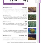 כריכת למד לשונך 146 אַ לְמֻ גָּ ן אלמוגן (הש המדעי: Dipsastraea■ ( האלמוגן הוא אחד הסוגים הנפוצים והבולטים בשונית האלמוגים. מרבית מיני האלמוגן יוצרים מושבה כדורית בעלת פוליפים מעוגלים וגדולים יחסית (כ־1–3 ס"מ) המופרדים בקירות שלד ברורים. כמו רוב אלמוגי האבן הוא חד־ביתי, כלומר מייצר בו זמנית גם ביציות וגם תאי זרע. בתצלום – אלמוגן בעת רבייה משחרר צְ בָ רִ ים ורדרדים של ביציות ותאי זרע למים הפתוחים. הסוגים במשפחת הדִּ שְׁ אָ נִיִּים פורסים את זרועות הציד הירקרקות שלהם במשך היום (ולא ַ דִּ שְׁ אָ ן־עז (הש המדעי: Galaxea■ ( רק בלילה כמרבית האלמוגים). יש שהם מכסים שטח נרחב המזכיר מדשאה. דִּ שְׁ אָ ן־עַ ז תוקף ומחסל את כל שכניו בעזרת זרועות הציד הארוכות שלו. לעיתים צבעיו עזים כבתצלום. מוֹחָ ן (הש המדעי: Platygyra■ ( לסוג כמה מינים בים סוף, ולרובם מראה של עמקים רחבים וארוכים שבהם נמצאים הפוליפים. העמקים מופרדים ברכסי קירות מתפתלים. למבנה זה ולצורת המושבה הכדורית או החצי־כדורית מראה דמוי מוח. חַ סָּ תִ ית (הש המדעי: Turbinaria■ ( הסוג כולל כמה מינים הנוטים לגדול במפלסים בצורת מגשים ההולכים ומתקפלים ככל שמושבת האלמוג גדלה. מראהו מזכיר כרוב או חסה, ומכאן שמו. מושבות אלמוגים מסוג זה יכולות לגדול לגדלים מרשימים של עד כמה מטרים. אַ לְמֹג־אֵ שׁ אלמוג־אש (הש המדעי: Millepora■ ( הסוג קיבל את שמו בשל צריבתו החזקה במיוחד. אלמוג־האש אינו שייך לסדרת אלמוגי האבן אלא למחלקת ההידרתיים. במחזור החיים המורכב שלו יש שלב של מדוזה זעירה החיה שעות ספורות ומשמשת לצורכי רבייה בלבד. לאחר שהמדוזות פולטות את תאי הרבייה למים הפתוחים הן מתפרקות. בתצלום – מושבת אלמוג־אש בעת שחרור המדוזות