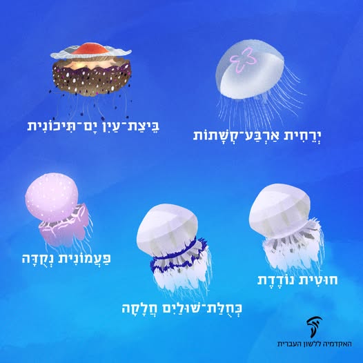 מדוזות