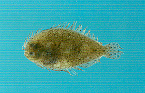 צילום דג כפכף אילתי – Engyprosopon hureaui