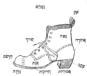 איור חלקי הנעל
