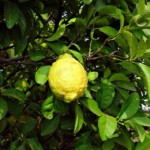 צילום של לימון על עץ