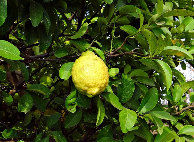 צילום של לימון על עץ