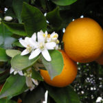 צילום של שני תפוזים על עץ