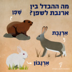 איור ארנבת, שפן וארנבון עם כיתוב מה ההבדל בין ארנבת לשפן