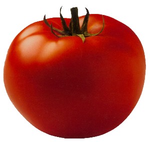 צילום עגבנייה